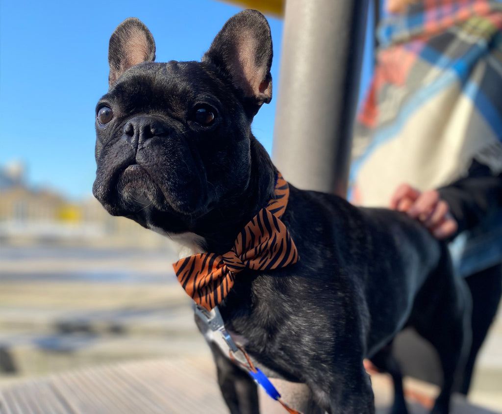 Wild Thing - Bow Tie