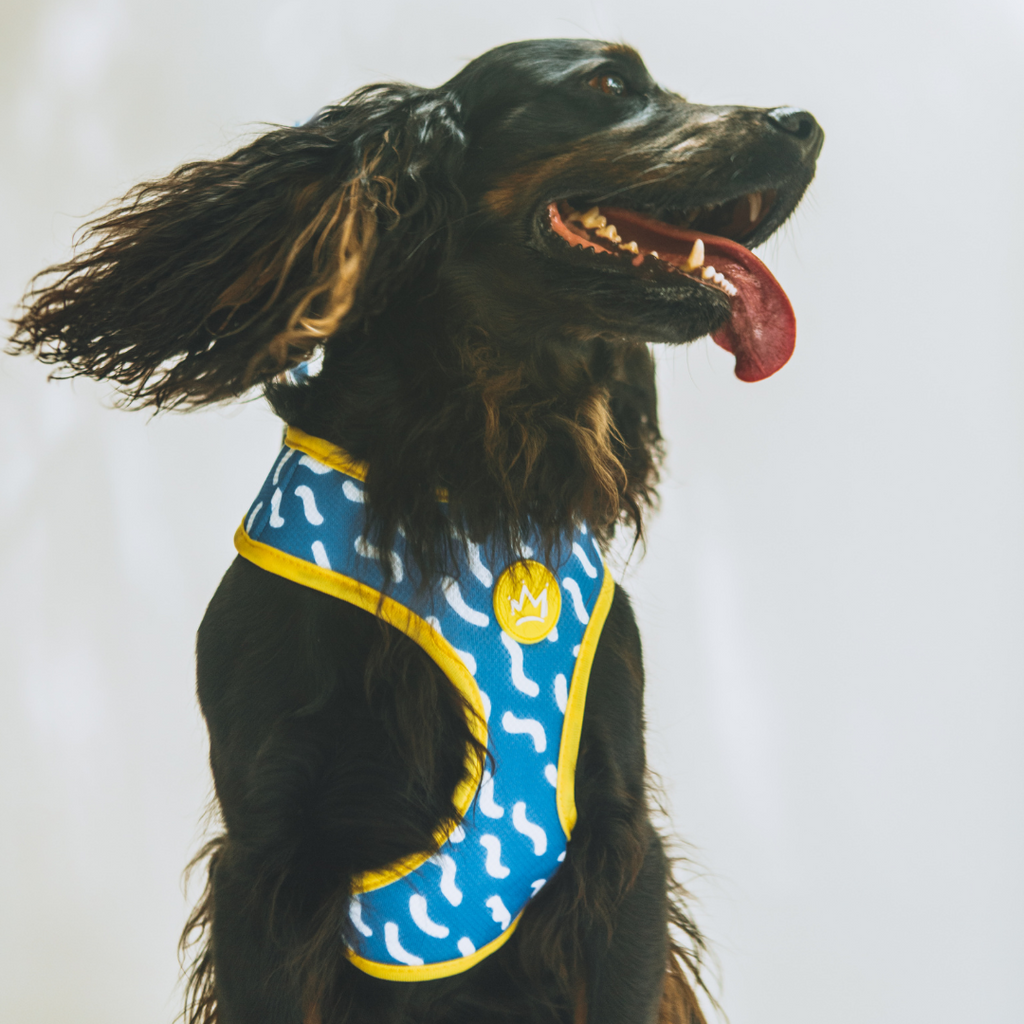 Air Mesh Chest Harnesses