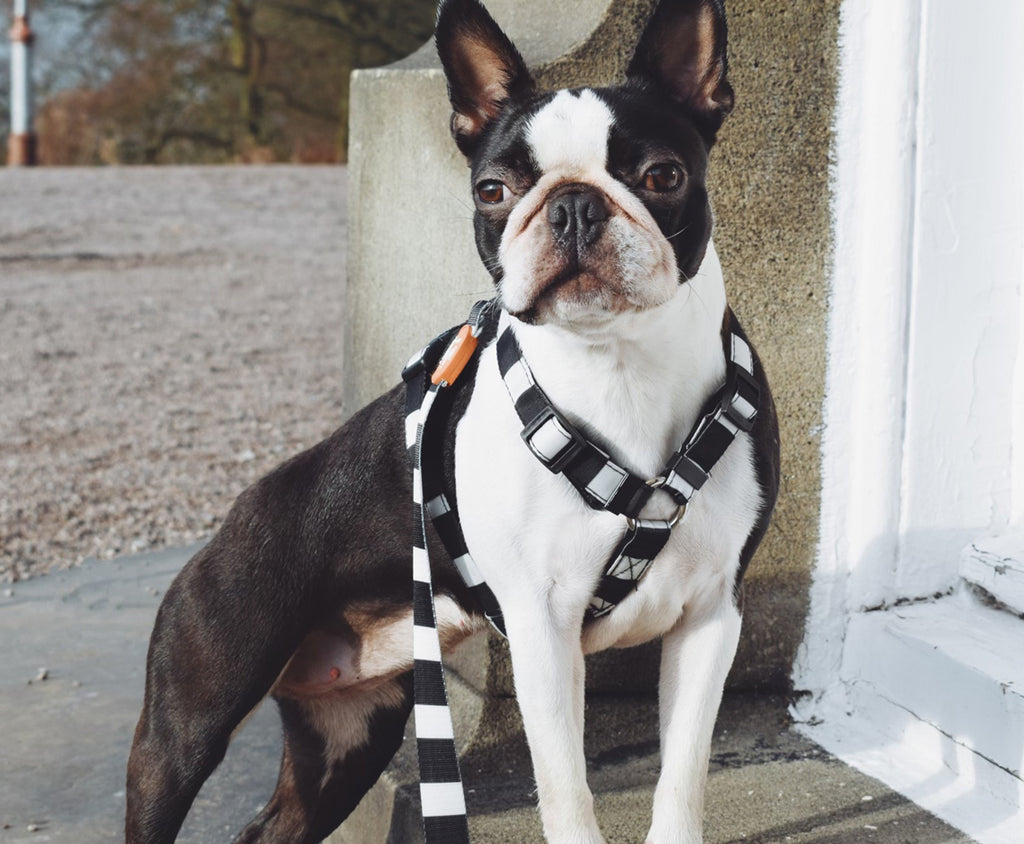 Smooth Criminal - Neoprene Padded H Harness