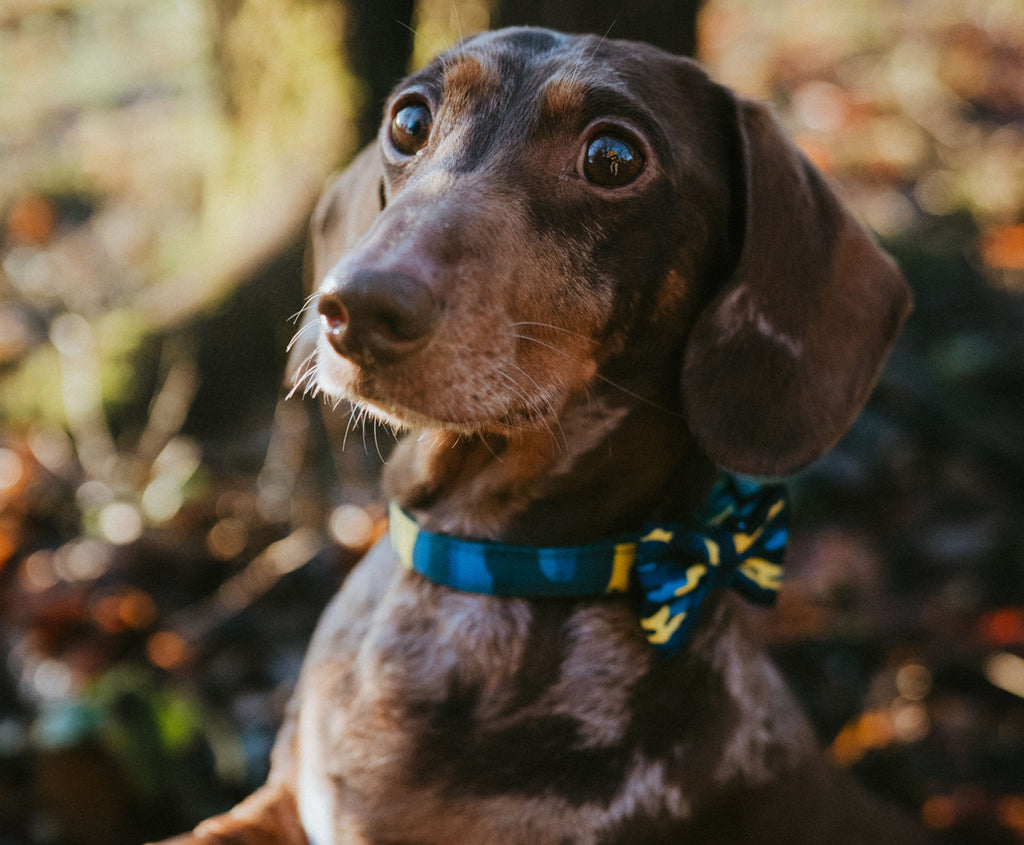 Undercover Lover - Neoprene Padded Collar