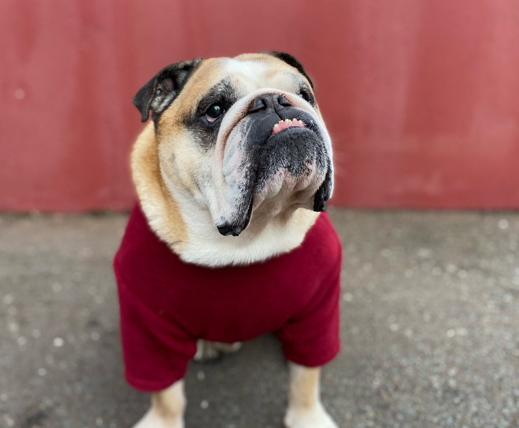 Reign Dog - Burgundy Fleece